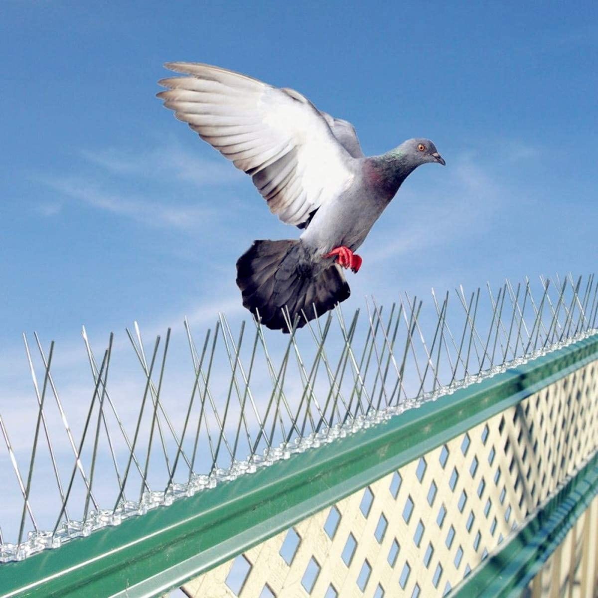 Bird Spike Installation